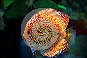 Discus fish swimming in an aquarium