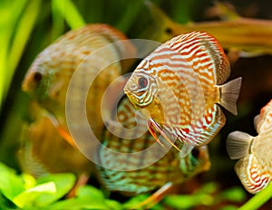 Discus fish swimming underwater