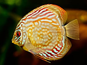 Discus fish (Symphysodon)