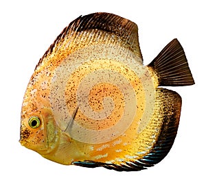 Discus fish (Symphysodon)