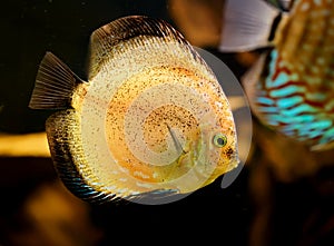 Discus fish (Symphysodon)