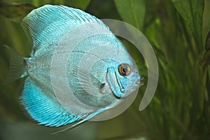 Discus fish - Symphysodon aequifasciatus