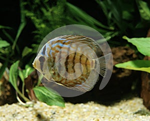 Discus Fish, symphysodon aequifasciatus