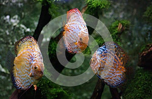 Discus Fish, symphysodon aequifasciatus, Adults