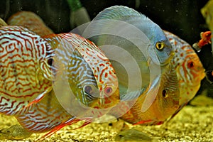 Discus fish Symphysodon aequifasciatus in aquarium