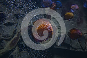 Discus fish. Symphysodon aequifasciatus pigeon underwater in dark aquarium