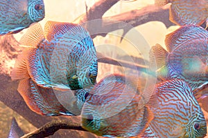 Discus fish (Symphysodon)