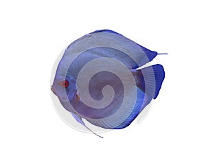 Discus fish on white background