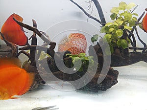Discus fishes searching food on aquarium
