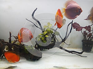 Discus fishes searching food on aquarium