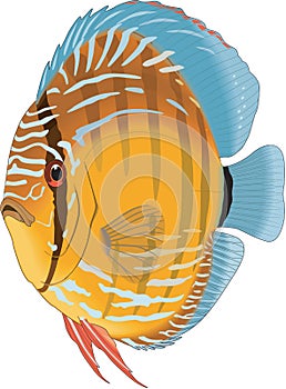 Discus Illustration