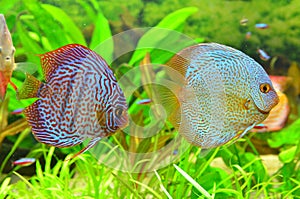 Discus pair - tropical aquarium fish