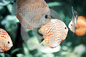 Discus are some of the most beautiful tropical fish in aquarium