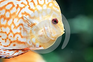 Discus are some of the most beautiful tropical fish in aquarium