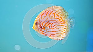 Discus Symphysodon , multi-colored cichlids in the aquarium