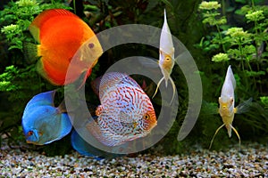 Discus Symphysodon, multi-colored cichlids in the aquarium, the freshwater fish native to the Amazon River basin