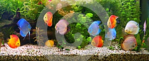 Discus Symphysodon, multi-colored cichlids in the aquarium, the freshwater fish native to the Amazon River basin