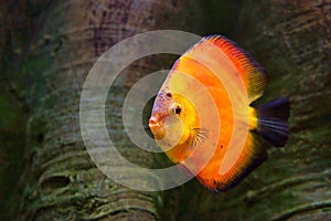 Discus Symphysodon, red cichlid, the freshwater fish native to the Amazon River basin