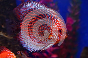 Discus Turquoise Pigeon