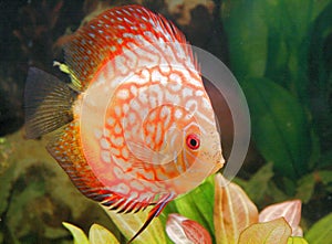 Discusfish