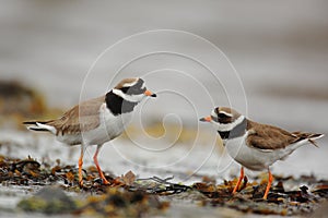 Discussion pair of Ringed plovers