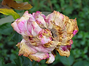 Disease caused by wet conditions. Problems with roses.