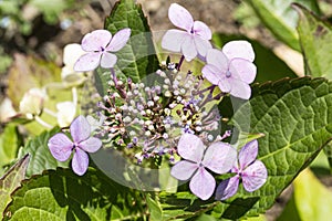 Disease of flower hydrangea hortensia due to lack of wtaer and pollution close up