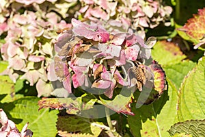 Disease of flower hydrangea hortensia due to lack of wtaer and pollution close up photo