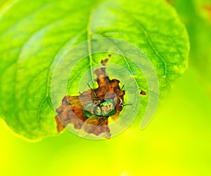 Disease of fruit trees.