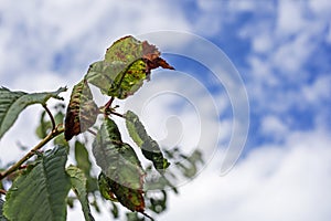disease of fruit trees, aphids and their control.