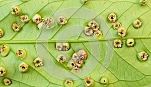 Disease on the leaf