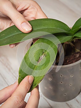 Disease on the leaf of an orchid.