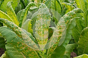 Disease of leaves tobacco.