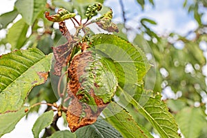 disease of leaves and trunks of fruit trees, aphids and their control.