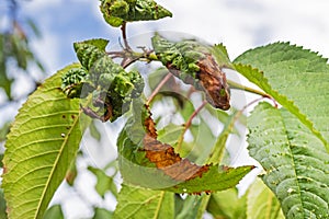 disease of leaves and trunks of fruit trees, aphids and their control.