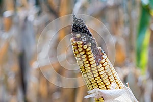 Disease and mold on the ripe ear of golden corn in the field, closeup