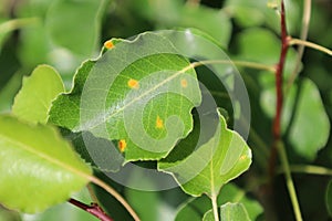 Disease of pear trees close-up. Damage Fruit tree. Sick leaf of fungal infection Gymnosporangium sabinae. Rust spot on