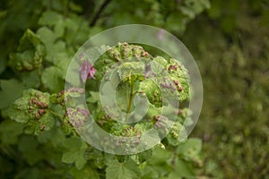 Disease of red and black currants, infection with Gallic aphids Anthracnose. Brown and red blisters on green leaves on the upper