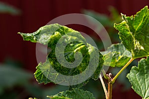 Disease of red and white currants, infection with Gallic aphids Anthracnose. Brown blisters on green leaves on the upper side