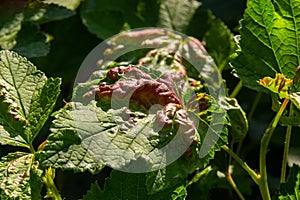 Disease of red and white currants, infection with Gallic aphids Anthracnose. Brown blisters on green leaves on the upper side
