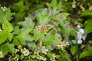 Disease of red and white currants, infection with Gallic aphidsAnthracnose. Brown blisters on green leaves on the upper side