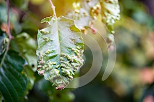 Disease spots on a closeup of a leaf