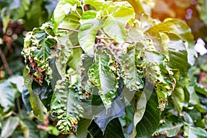 Disease spots on a closeup of a leaf