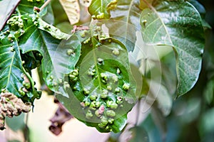 Disease spots on a closeup of a leaf