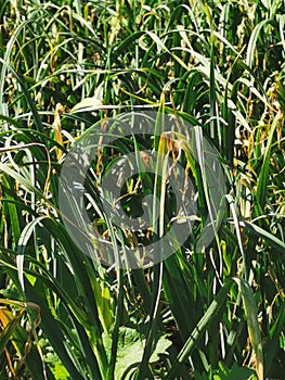 disease symptom on garlic production field