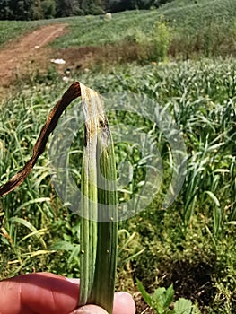 disease symptom on garlic production field