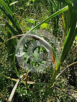 disease symptom on garlic production field