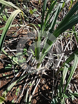 disease symptom on garlic production field