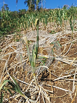 disease symptom on garlic production field