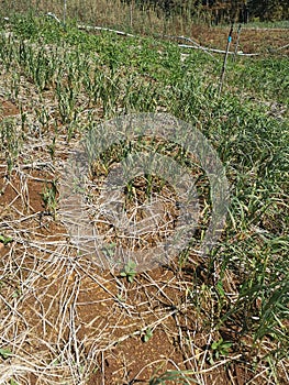 disease symptom on garlic production field